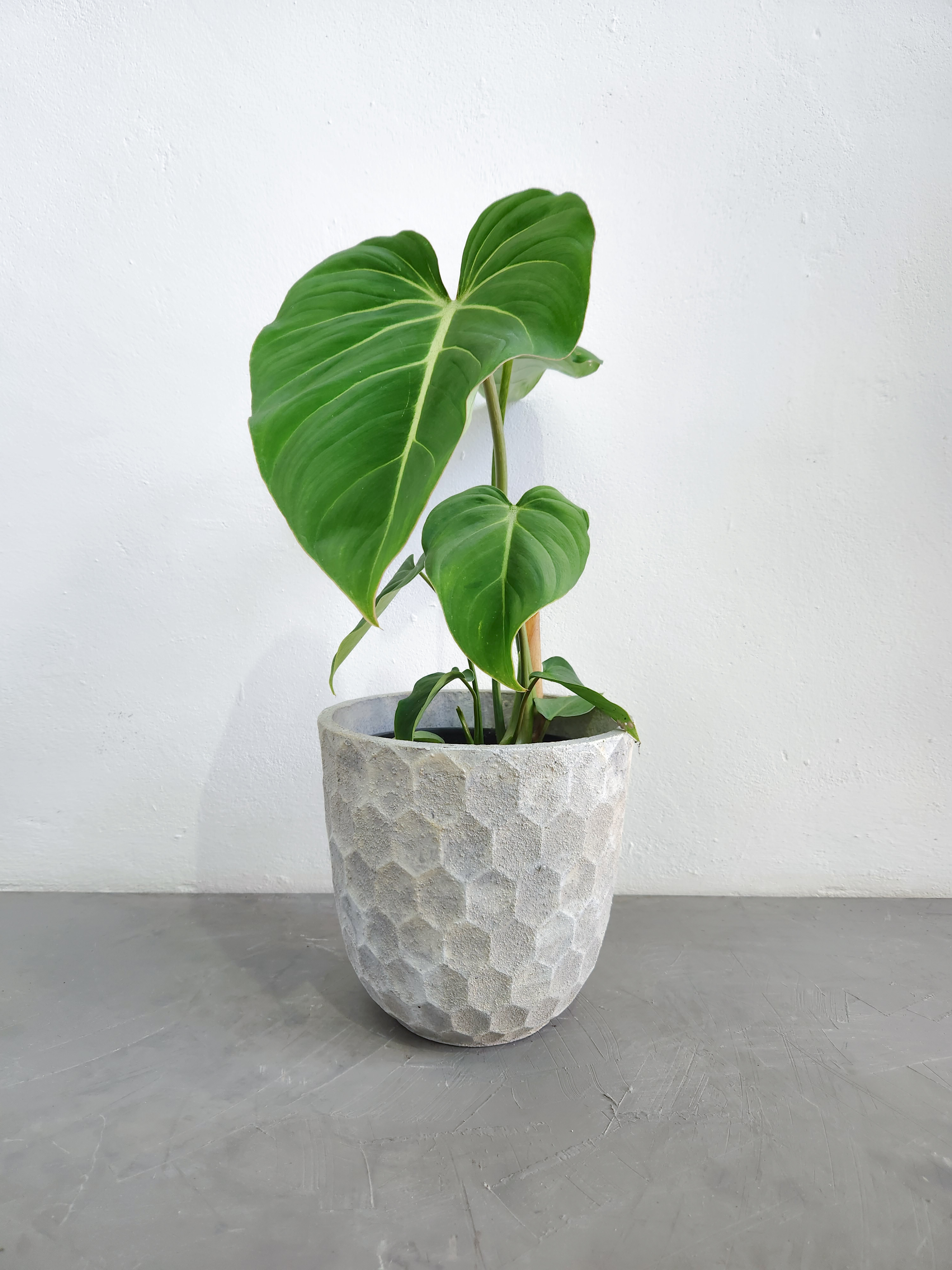 White - plants not included