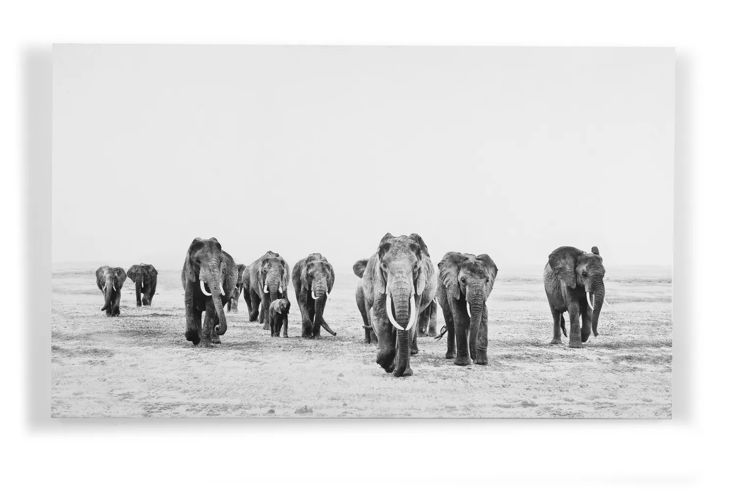 Elephant Walk
