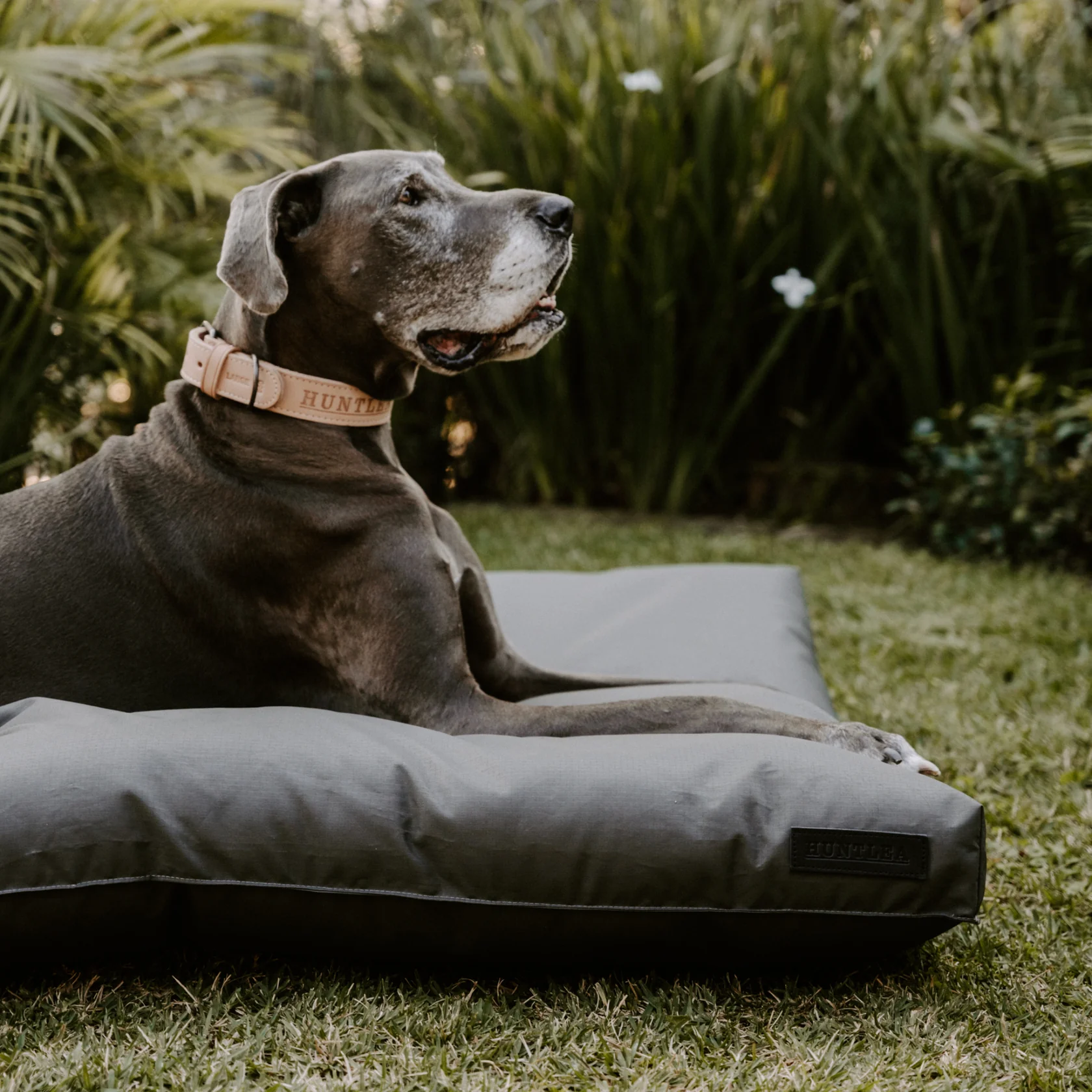 Huntlea Kalahari Napper Dog Bed — R379 on OneDayOnly (was R500)