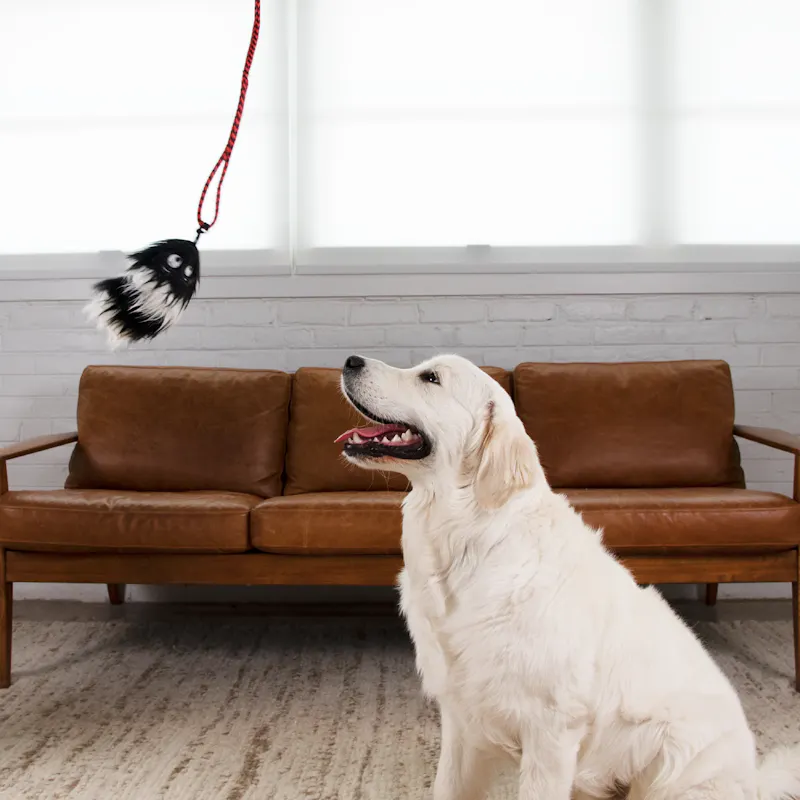 25% off on Tail Teaser with 2-Pack Refill OneDayOnly