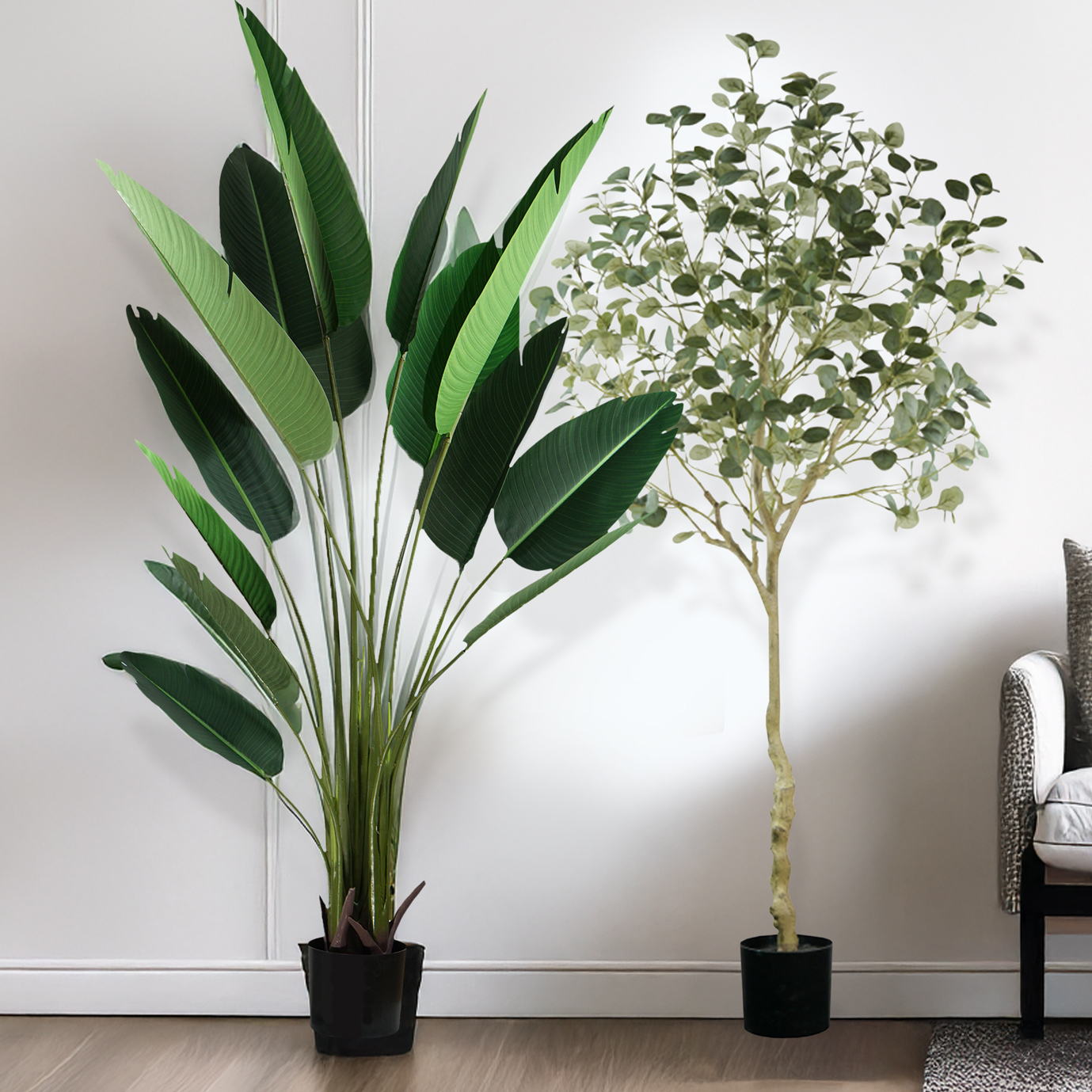 Eucalyptus Tree and Birds of Paradise