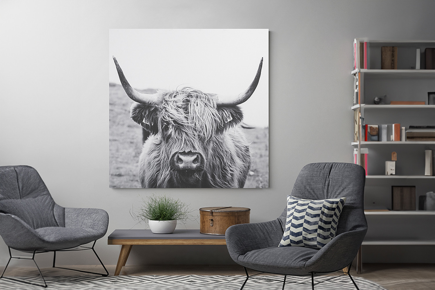 Scottish Highland Cattle
