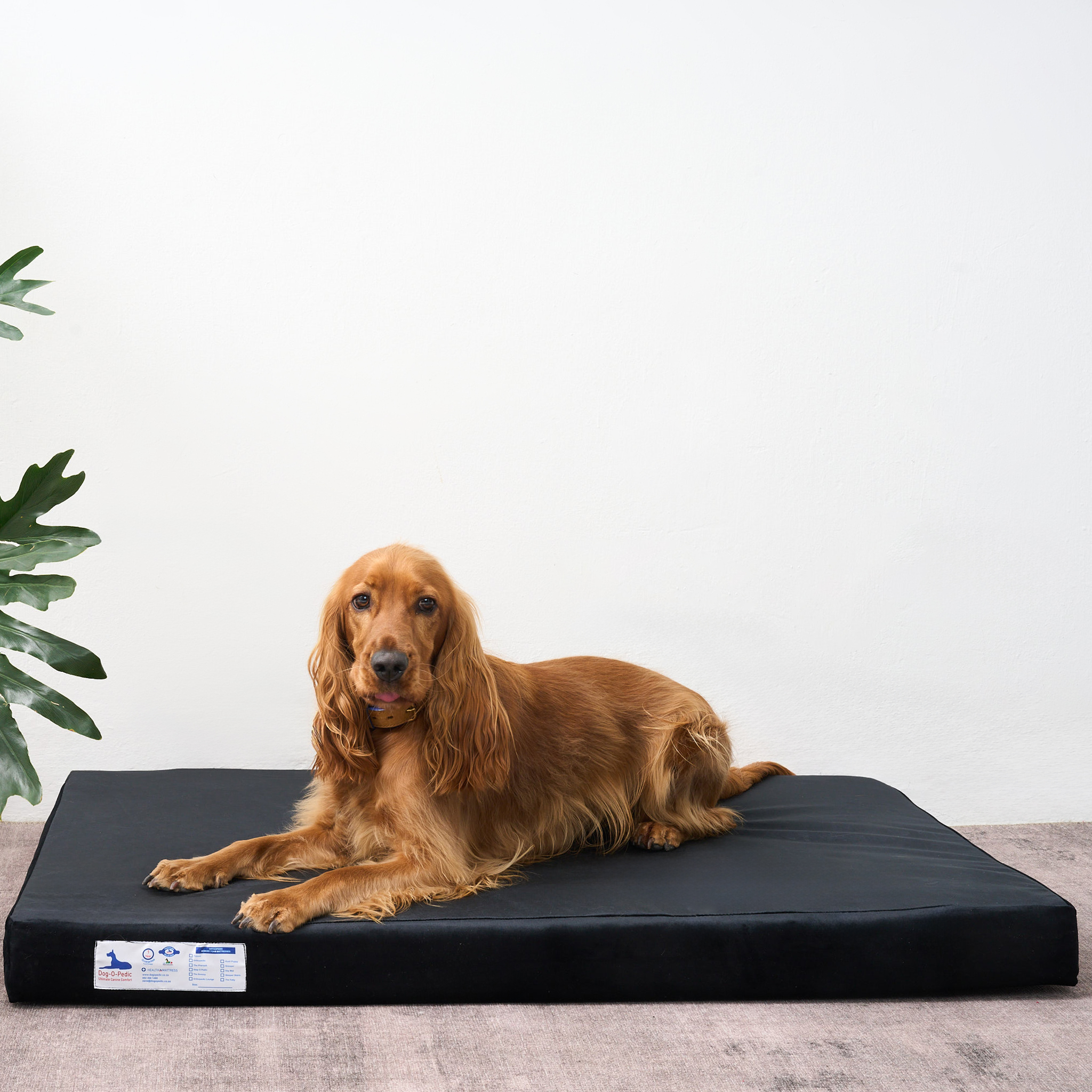 Memory Foam Forty Winks Dog Beds Vibrant Life Bone Tufted Pet