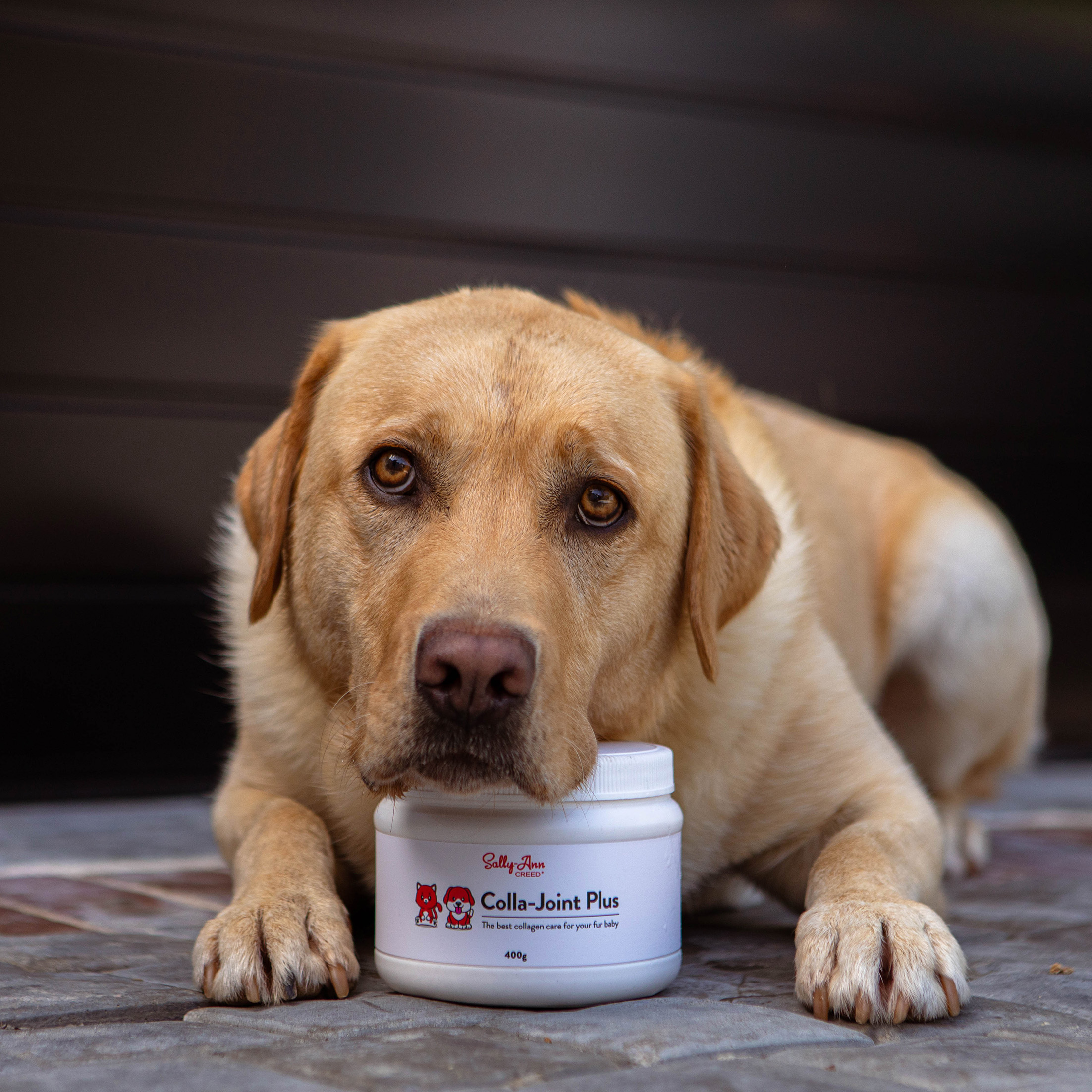 400g Colla-Joint Plus