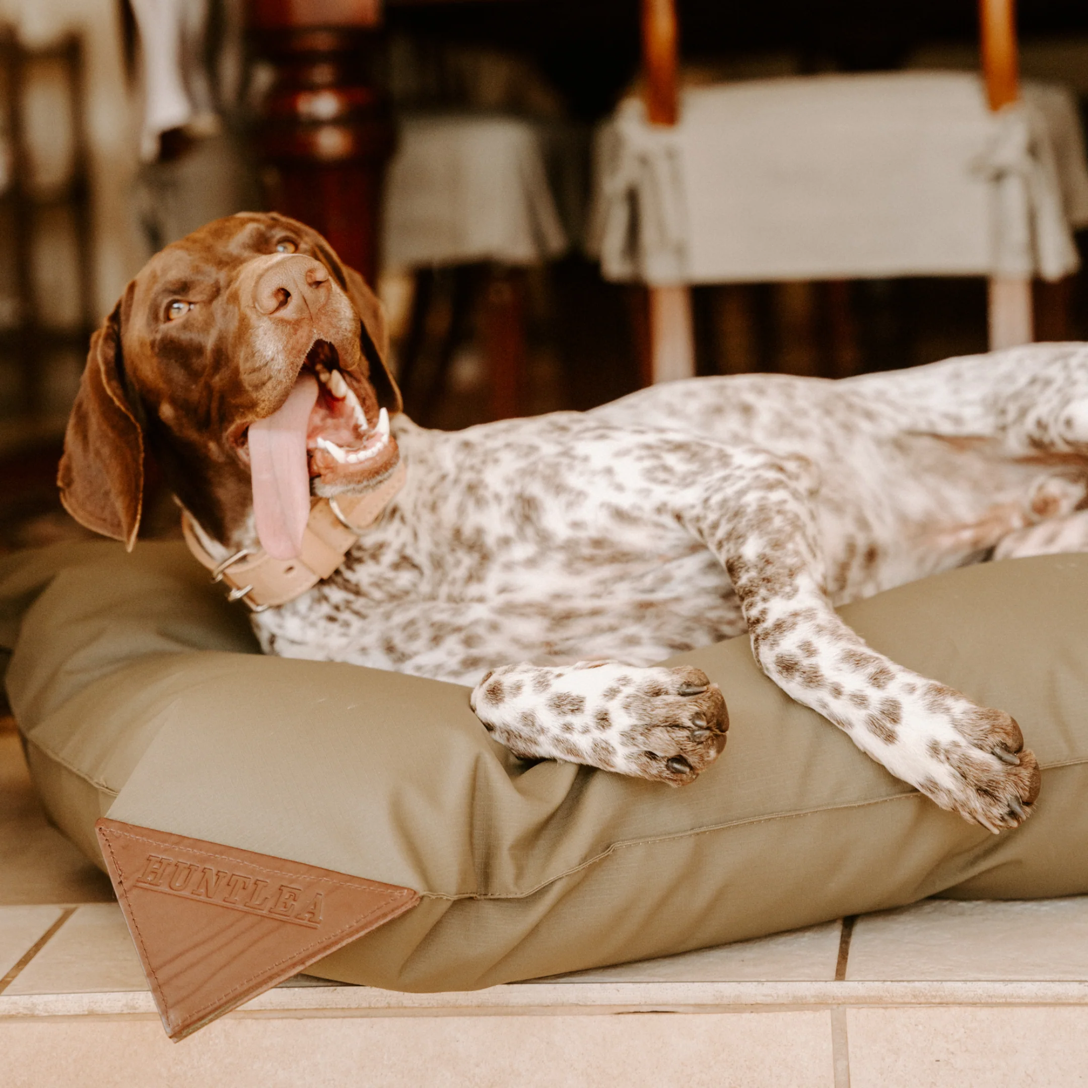 Kalahari Pillow Dog Bed