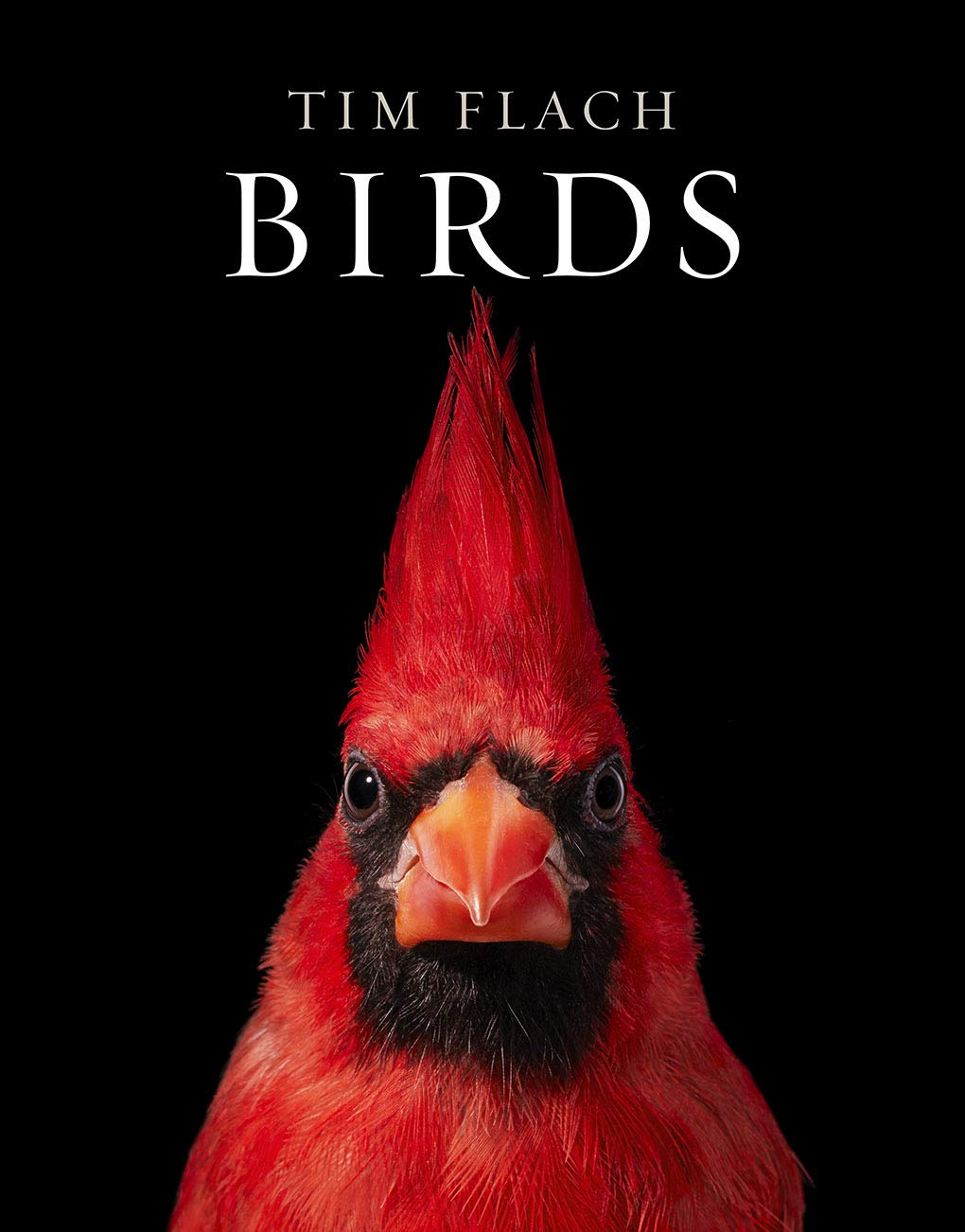 Birds: Photography (Hardcover)