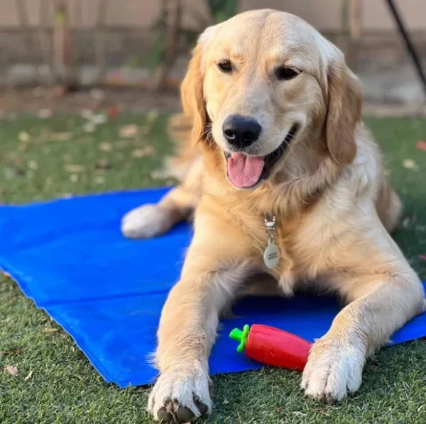Pet Cooling Mat