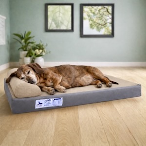 Stimulated Latex Foam Pharoah Orthopedic Mattress