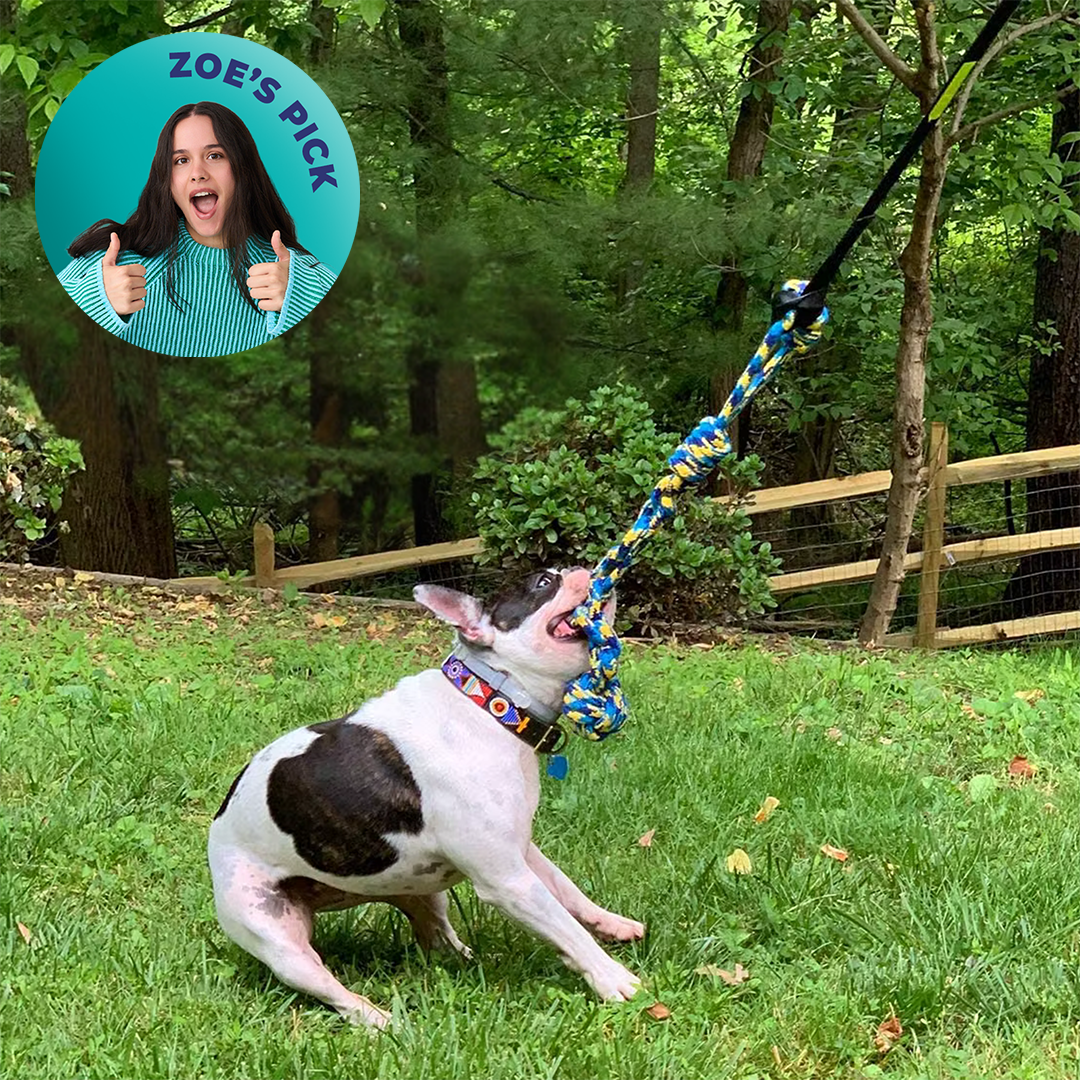 Interactive Dog Bungee Tug Rope Toy