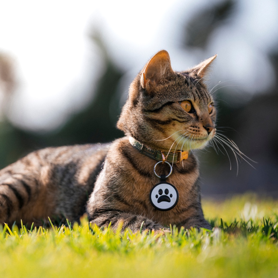 Smart Digital Pet ID Tag