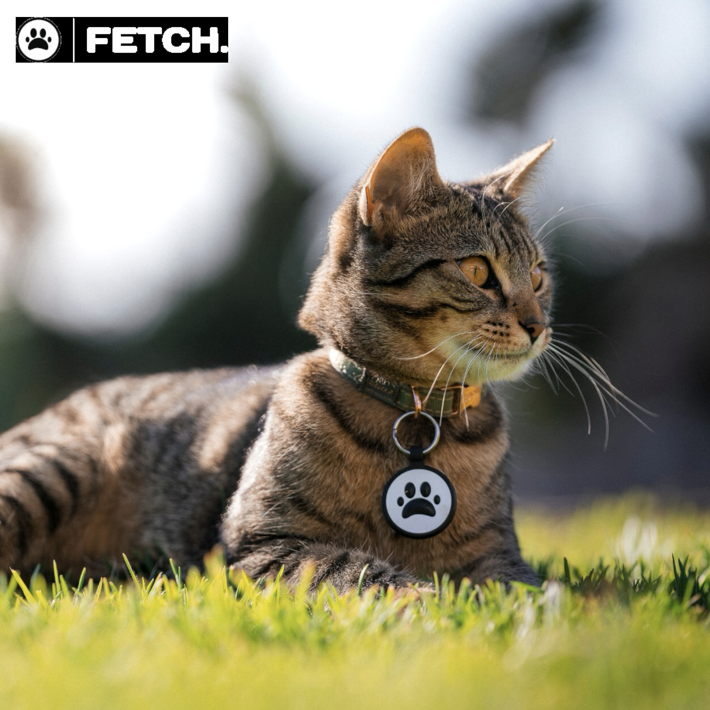 Smart Digital Pet ID Tag