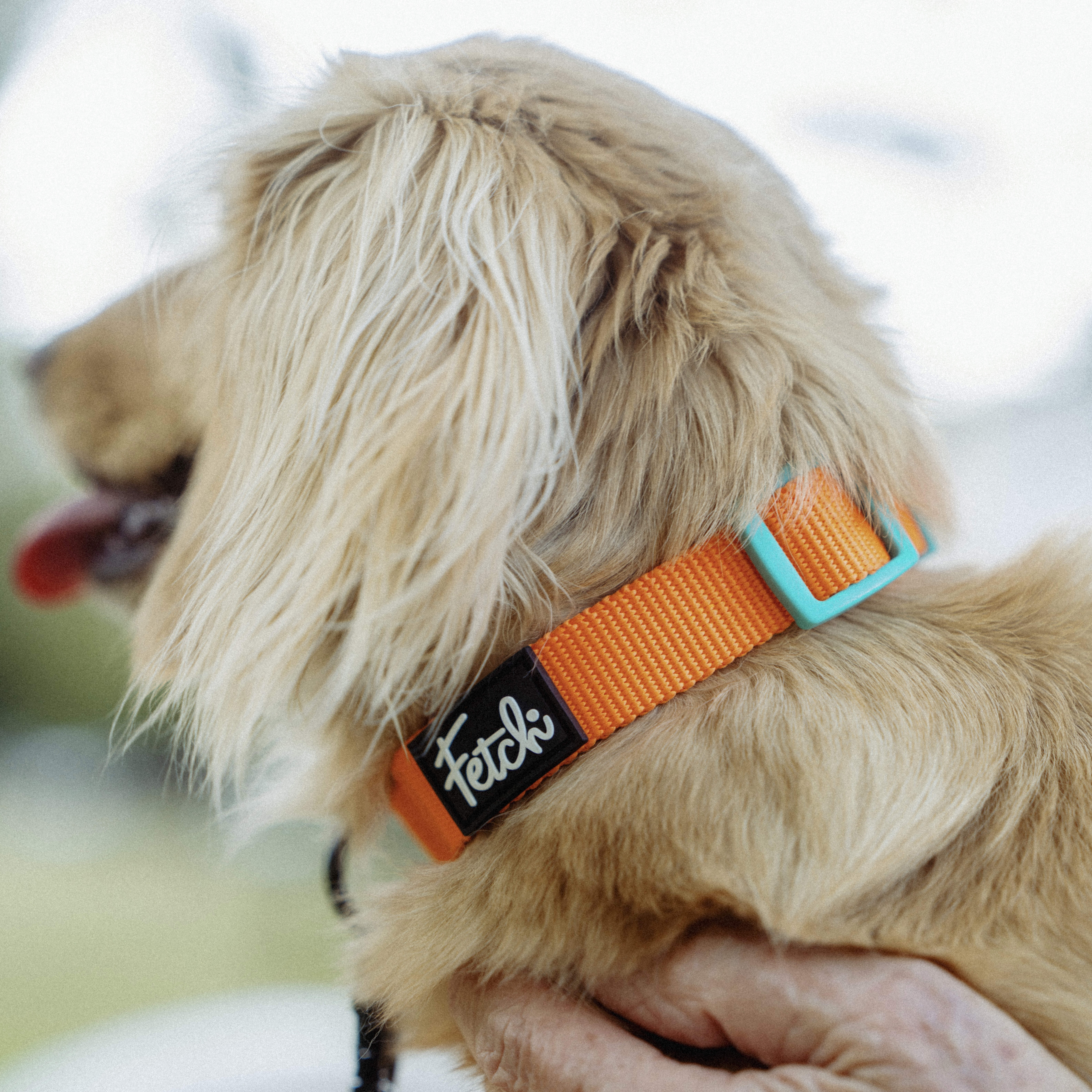 Recycled Dog Walking Bundle