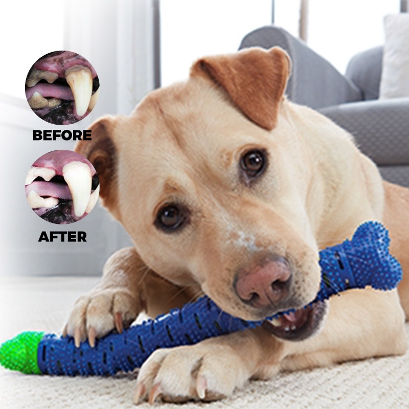34 off on Selfbrushing Toothbrush for Dogs OneDayOnly
