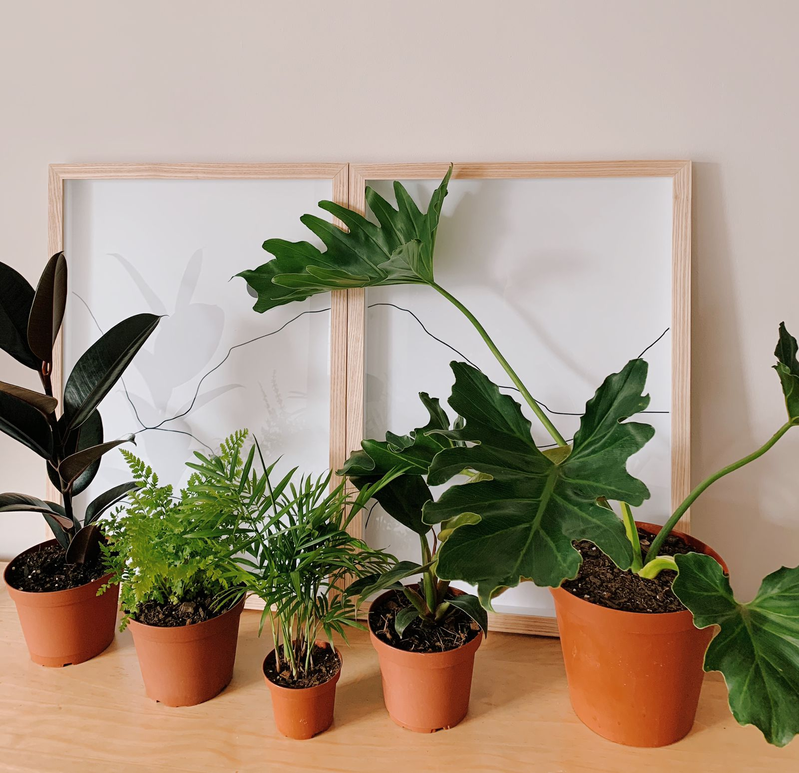 20 off on Set of 5 Assorted Jungle Plants Collection (Only Cape Town