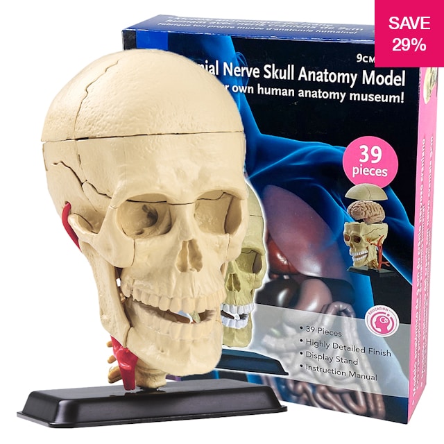 29% off on Cranial Nerve Skull Anatomy Model