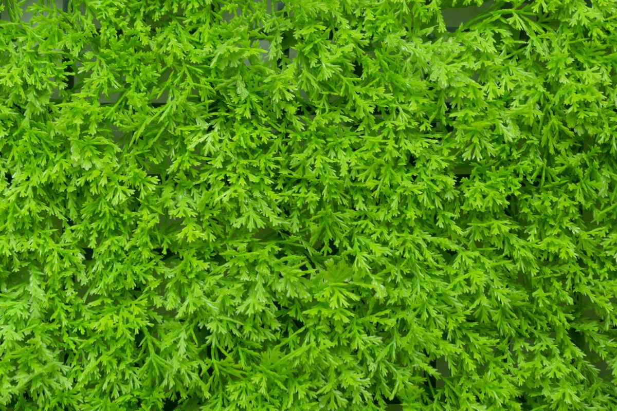 Bright Green Short Leaves