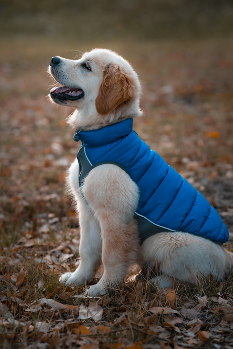 red dingo puffer jacket