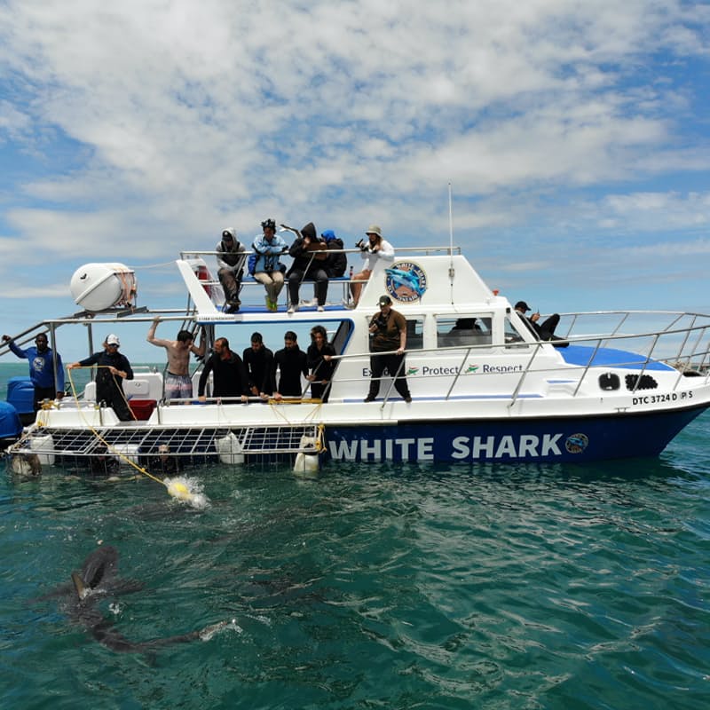 Shark Cage Diving and Quad Biking Per Person