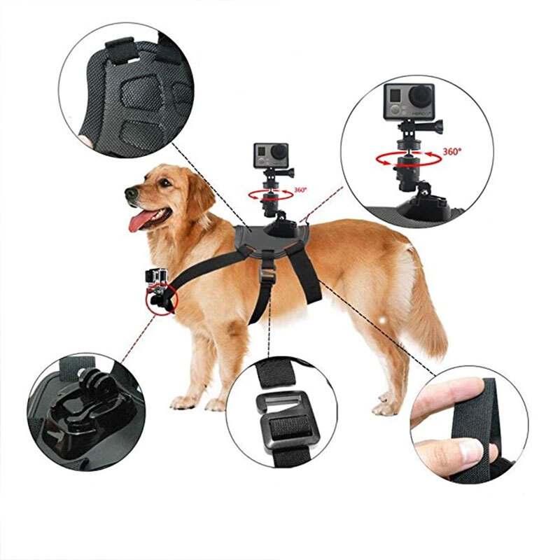 gopro dog harness near me