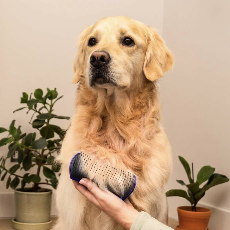 The Top 10 Dog Brushes Recommended by Professional Groomers