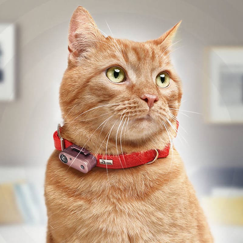 35% off on Pet Tick Flea Repellent Tag OneDayOnly1