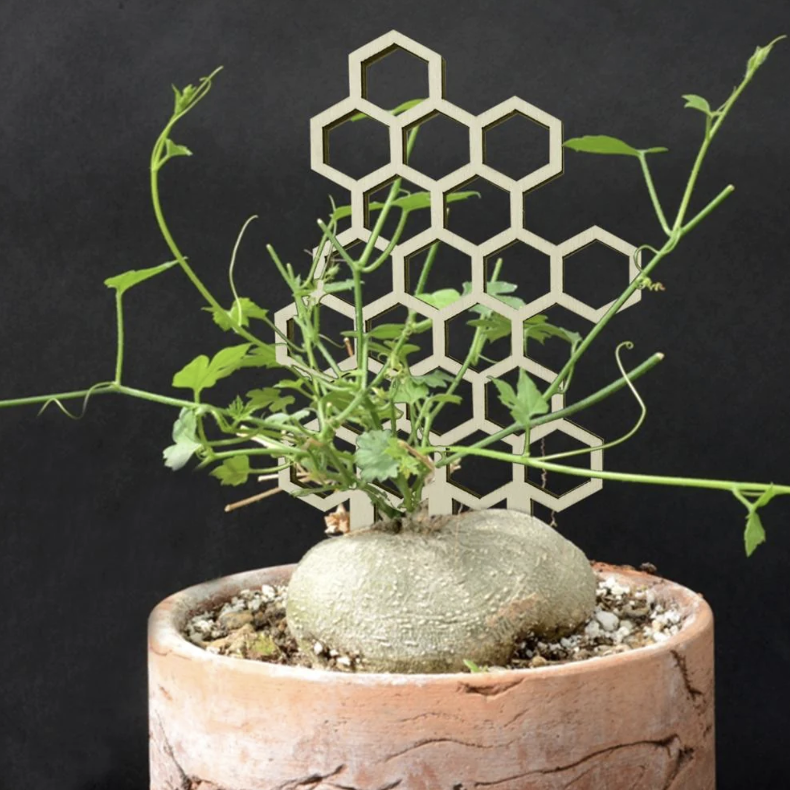 50% off on GardenTools 3x Plant Support Racks | OneDayOnly