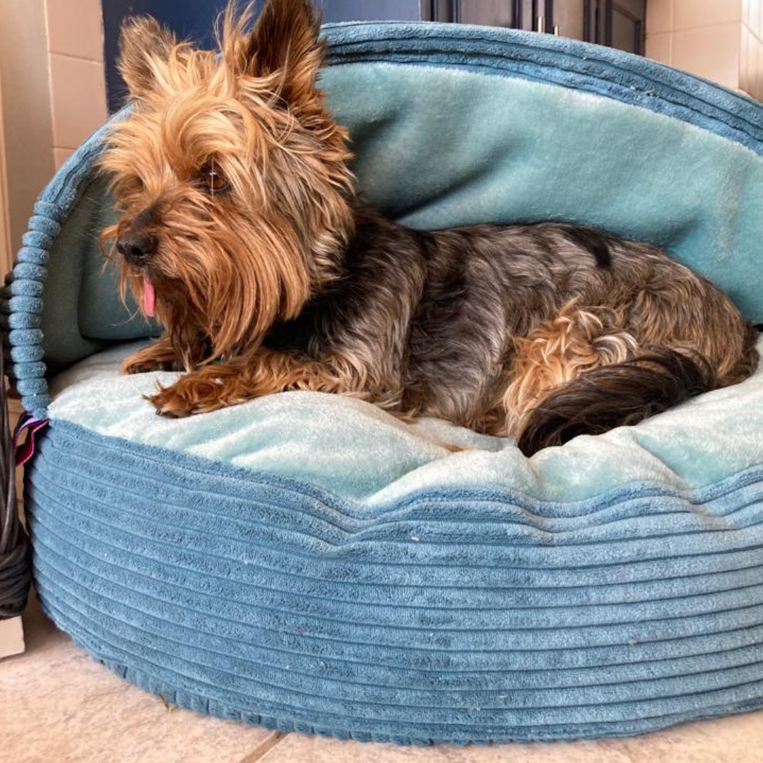Dog Corduroy Cozy Cave Beanbag