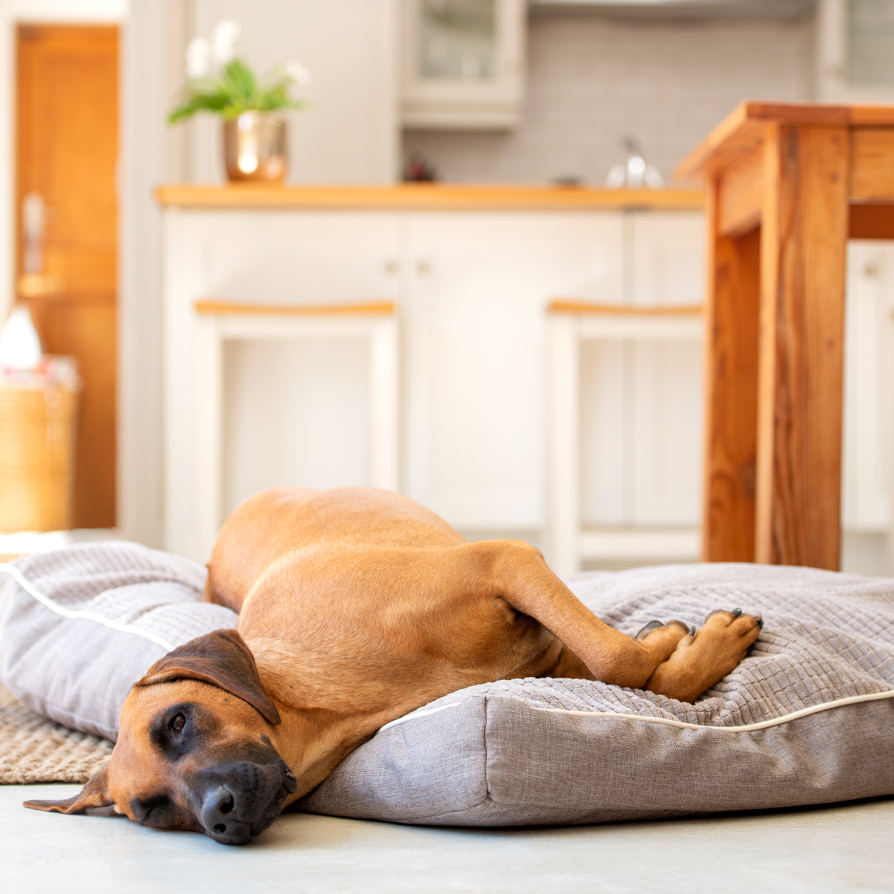 25 off on Rogz Reversible Indoor Flat Dog Bed OneDayOnly