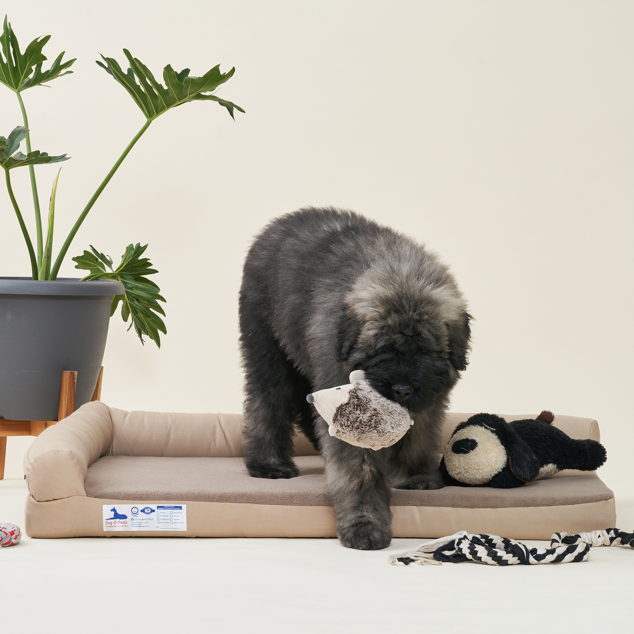 Orthopedic Memory Foam Lounge Dog Bed